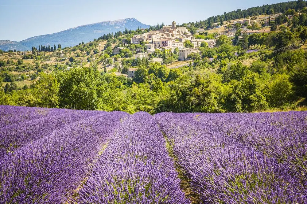 Lavandes en fleurs : quand et où les voir autour de Piolenc